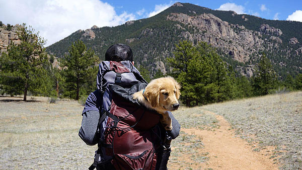 Eine Person trägt seinen Labrador Retriever in einem Rucksack