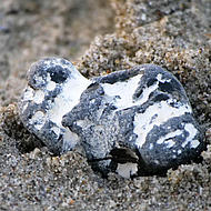 Flint stone in the Jasmund National Park.