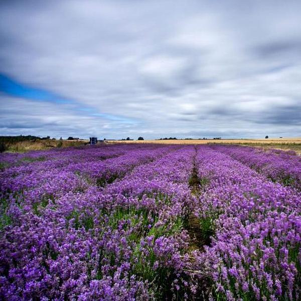Swedish lavender