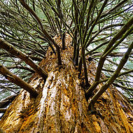 View from below to a giant sequoia in Jasmund National Park.