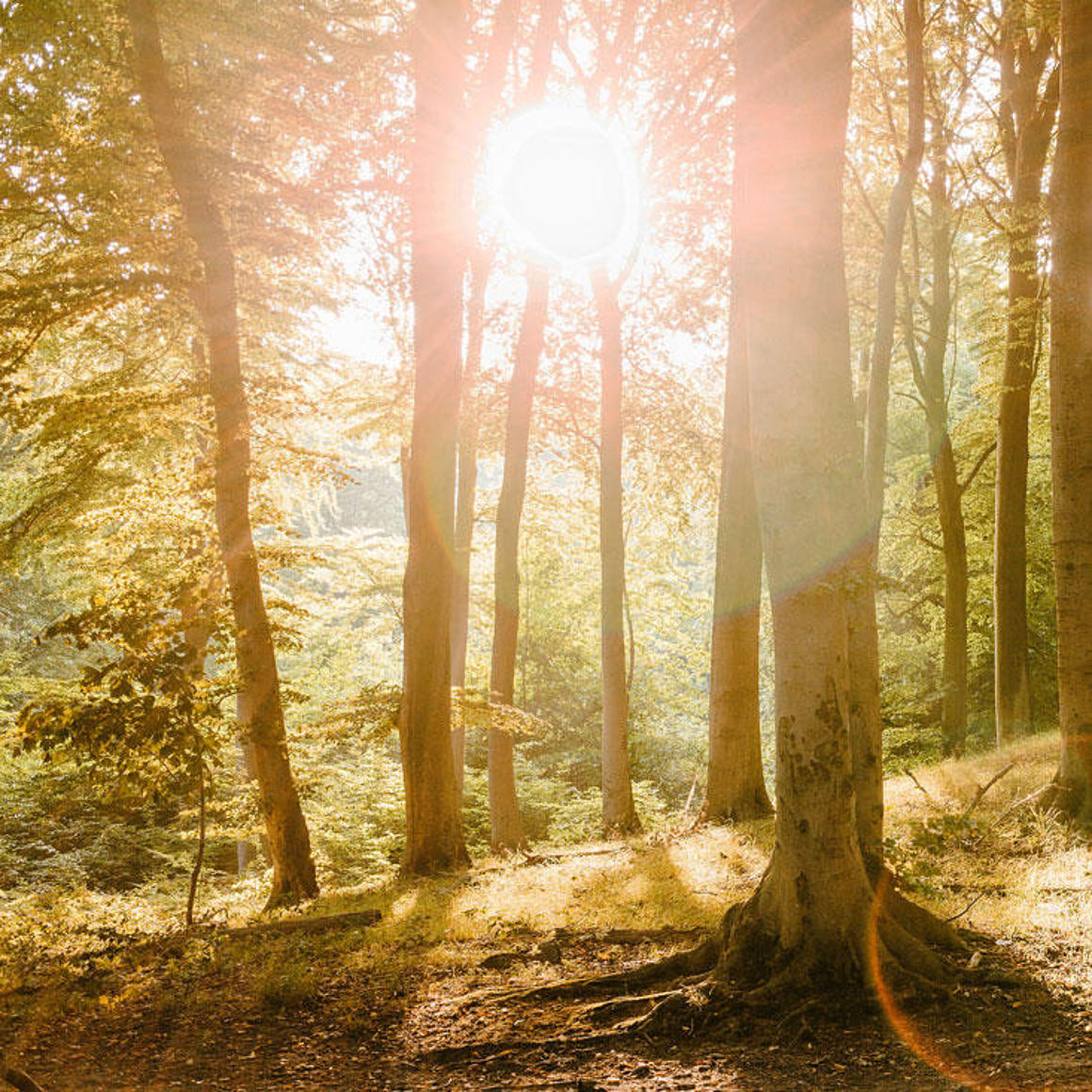 Sunlight breaks through beech trees in Jasmund National Park.